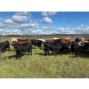 Image 7 : Hines Ranching Co. Ltd. - 1030# October Delivery Grass Steers - 120 Head (Paradise Hill, SK)