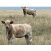 Image 4 : Jean Lamson - 575# October Delivery Heifer Calves - 100 Head (Hanna, AB)