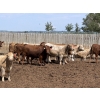 Image 5 : Lesher Lane Enterprises - 975# July Delivery Heifers - 235 Head (Lacombe, AB)