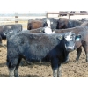 Image 5 : Leon Torkelson - 850# April Delivery Heifers - 22 Head (Millicent, AB)
