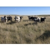 Image 2 : Wyatt & Meg Isaacson - 940# Sept/Oct Delivery Grass Steers - 64 Head (Killdeer, SK)