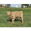 Image 11 : J&E Farms Ltd. - 650# November Delivery Steer Calves - 90 Head (Tilley, AB)