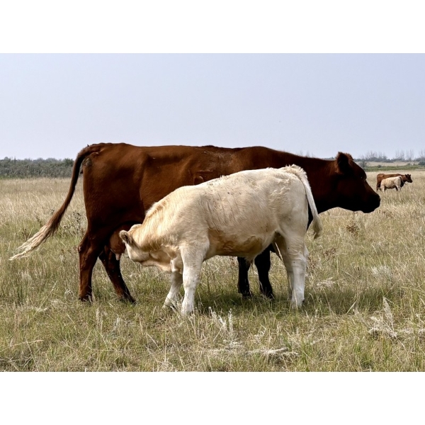 Kokay Farms Ltd. - 685# November Delivery Steer Calves - 135 Head (Rosemary, AB)