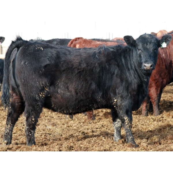 Ryan Chipman  - 35 Black Replacement Heifers (Raymond, AB)