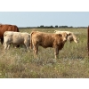 Image 3 : Kokay Farms Ltd. - 675# November Delivery Heifer Calves - 55 Head (Rosemary, AB)
