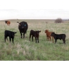 Image 2 : Lamb Cattle Company - 500# October Delivery Steer Calves - 245 Head (Hanley, SK)