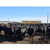 Image 2 : Ripple Rock Ranch - 880# August Delivery Steers - 210 Head (Fincastle, AB)