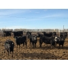 Image 2 : T Bar Cattle Co. Ltd. - 920# March Delivery Steers - 45 Head (Medicine Hat, AB)