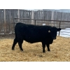 Image 6 : Moebis Bros Ag Ltd. - 58 Black Angus November Delivery Bred Heifers (Beechy, SK)