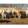 Image 5 : Winn Man Farms - 715# March/April Delivery Heifers - 82 Head (Winnipegosis, MB)