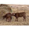 Image 8 : South Ridge Simmentals - 20 Red/Red X 1st Calf Pairs (Picture Butte, AB)