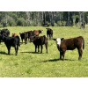 Image 5 : Cutting Edge/Holtry Creek - 675# November Delivery Steer Calves - 90 Head (100 Mile House, BC)