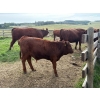 Image 4 : Munro Ranchin 569# October Delivery Steer Calves - 80 Head (Cochrane, AB)
