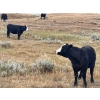 Image 9 : Monty & Corey Arendt - 625# Oct/Nov Delivery Steer Calves - 53 Head (Ravenscrag, SK)