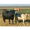 Image 17 : Darcy, Colton & Blake Reinhardt - 700# October Delivery Steer Calves - 88 Head (Nightingale, AB)