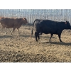 Image 6 : Cunningham Cattle Co. - 1550# August Delivery Grain Fed Cows - 55 Head (Sundre, AB)
