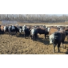 Image 3 : Bircham Ranch - 930# May Delivery Steers - 90 Head (Piapot, SK)