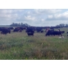 Image 2 : Ramage Land & Cattle - 525# November Delivery Steer Calves - 220 Head (Fairlight, SK) VBP+