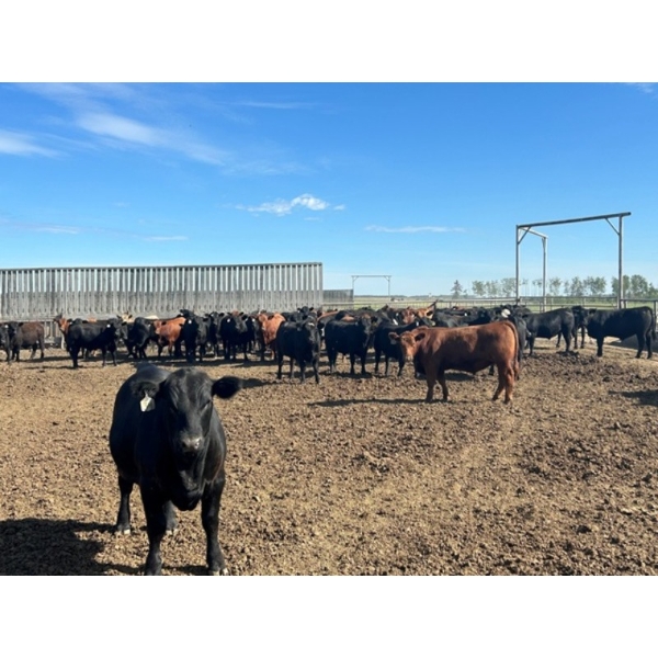 6U Cattle Company - 980# July Delivery Steers - 64 Head (Manning, AB)