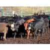 Image 3 : Keenan & Nicole Fletcher - 600# October Delivery Steer Calves - 100 Head (Williams Lake, BC)