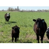 Image 4 : Sherwyn Torkelson - 10 Black/BBF 1st Calf Pairs (Patricia, AB)