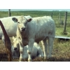 Image 4 : Cluny Colony - 680# October Delivery Steer Calves - 70 Head (Cluny, AB)