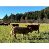 Image 16 : Squaw Valley Ranch - 850# October Delivery Steer Calves - 72 Head (Lumby, BC)