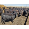 Image 4 : Amber Mountain Farms - 690# May Delivery Heifers - 200 Head (Vauxhall, AB)