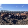 Image 4 : South Ridge Simmentals - 730# Sept/Oct Yearling Heifers - 180 Head (Monarch, AB)