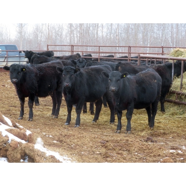 Martin DeVos - 860# March/April Delivery Heifers - 115 Head (Fork River, MB)