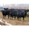 Image 1 : Martin DeVos - 860# March/April Delivery Heifers - 115 Head (Fork River, MB)