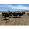 Image 5 : Rex & Karen Hoagland - 610# September Delivery Steer & Heifer Calves - 90 Head (Melba, ID)
