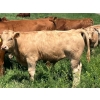 Image 14 : MacMillan Farming Co. - 575# July Delivery Steer Calves - 210 Head (Cayley, AB) VBP+