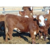 Image 5 : PSV Farms Ltd. - 840# May Delivery Heifers - 60 Head (Enchant, AB)
