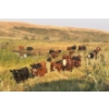 Image 9 : Wyatt & Meg Isaacson - 965# Sept/Oct Delivery Grass Steers - 315 Head (Killdeer, SK)