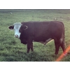 Image 5 : Bar 3 Ranches Ltd. - 1100# September Delivery Grass Steers - 40 Head (Erskine, AB)