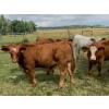 Image 5 : Sande Cattle Company - 720# October Steer Calves - 85 Head (Olds, AB)