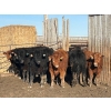Image 3 : South Island Farms - 820# April Delivery Steers - 240 Head (Bow Island, AB)