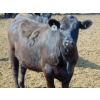 Image 9 : PSV Farms Ltd. - 875# June/July Delivery Heifers - 71 Head (Enchant, AB)