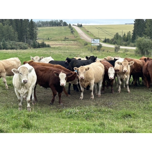 John Bland - 960# September Delivery Grass Heifers - 130 Head (Rimbey, AB)