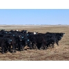 Image 4 : JT Cholin Farms - 900# September Delivery Grass Steers - 68 Head (Biggar, SK)