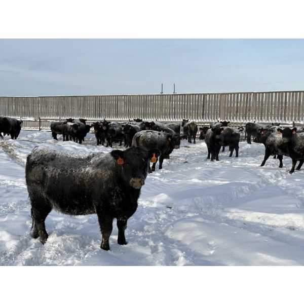 6U Cattle Company - 1050# January Delivery Open Heifers - 46 Head (Manning, AB)