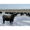 Image 1 : 6U Cattle Company - 1050# January Delivery Open Heifers - 46 Head (Manning, AB)