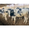 Image 1 : Iberg Farms Ltd. - 700# Holstein Steers - 20 Head (Langley, BC)