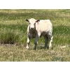 Image 3 : Gordon Burgemeister/Owen & Karen Francis - 650# October Delivery Steer Calves - 95 Head (Hanna, AB)