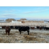 Image 3 : Kris Springer - 950# November Delivery Open Grass Heifers - 130 Head (Foam Lake, SK)