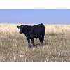Image 3 : Brad & Sandy Lockhart - 550# October Delivery Steer Calves - 110 Head (Big Stone, AB)