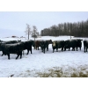 Image 2 : The Grind Stone Ranch - 42 Angus X Bred Cows/Heifers (Charlie Lake, BC)