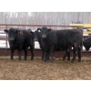 Image 3 : Martin DeVos - 860# March/April Delivery Heifers - 115 Head (Fork River, MB)