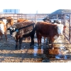 Image 12 : Bezan Cattle Corporation - 675# April Delivery Steers - 80 Head (Midale, SK)